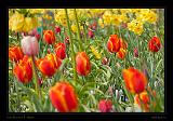 Keukenhof Hollandia 037